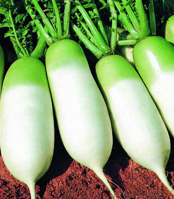 咳嗽有痰吃什么好的快 十三个食疗方来帮你