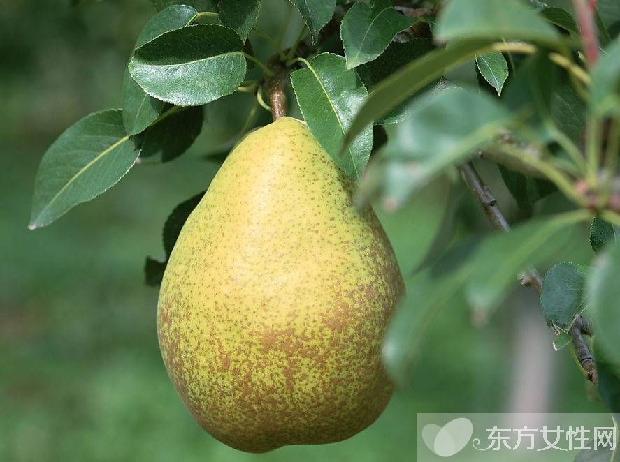 小儿止咳化痰偏方推荐 谁说生病需要打针吃药的呀