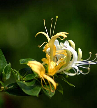 流行性腮腺炎 小儿流行性腮腺炎中医偏方