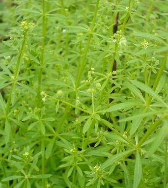 急性黄疸肝炎 小儿急性黄疸性肝炎偏方