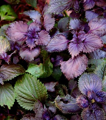 小孩咳嗽吃什么好的快 治疗咳嗽的食谱大全