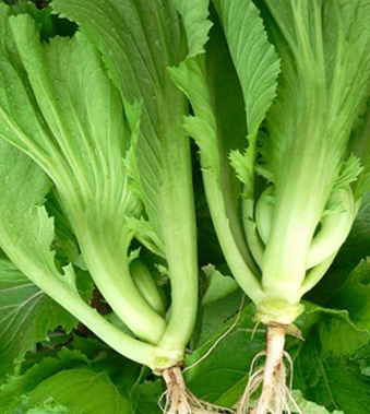 夏季养生食谱 推荐六道儿童汤饮