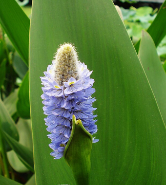 小儿湿疹怎么治疗 夏枯草治疗小儿湿疹