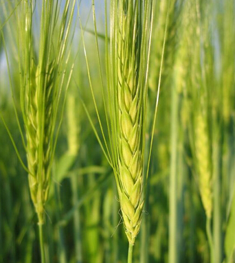 消化不良怎么办 孕妇消化不良的食疗方法