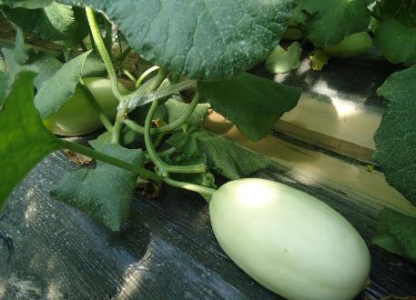 哺乳期能吃香瓜吗 哺乳期吃香瓜有什么好处