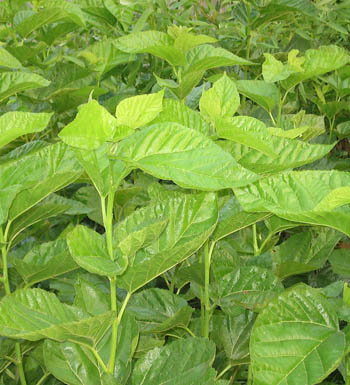 产后减肥必备的健康瘦身茶