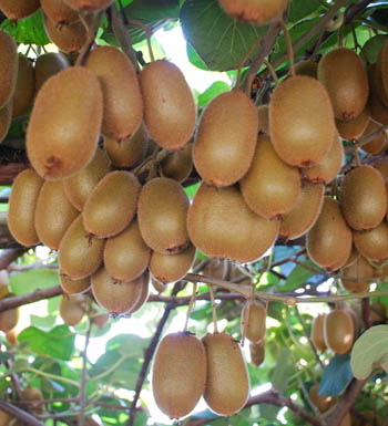 孕妇健康养生食谱 孕妇不可多吃的10种水果