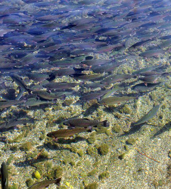 准妈妈必看 孕妇不能吃什么 四种鱼孕妇不能吃