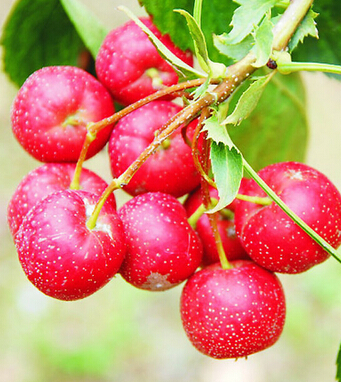 产妇吃什么好 冬季产妇能吃的8种水果