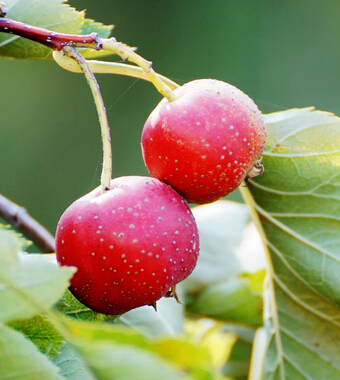 孕妇饮食注意事项 孕妇不能吃的水果大全