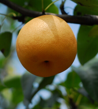 孕妇吃什么水果好 适合孕妇的好水果