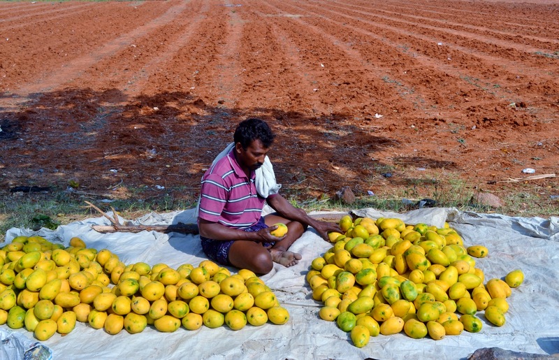 孕妇可以吃芒果吗  孕妇吃芒果的好处