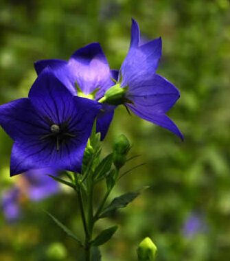 旅游攻略 夏日准妈妈去旅游的注意事项