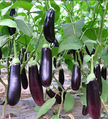 孕妇可以吃茄子吗  盘点孕妇不能吃的蔬菜