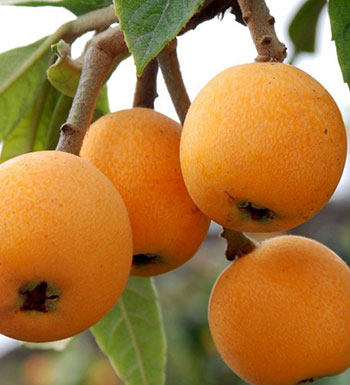 水果养生常识 孕妇可以吃枇杷吗