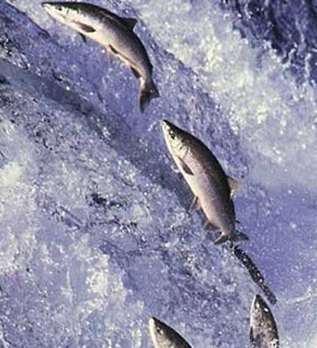 孕妇吃三文鱼好处多 减轻水肿防抑郁