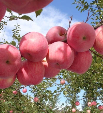 孕妇健康养生食谱 孕妇不可多吃的10种水果