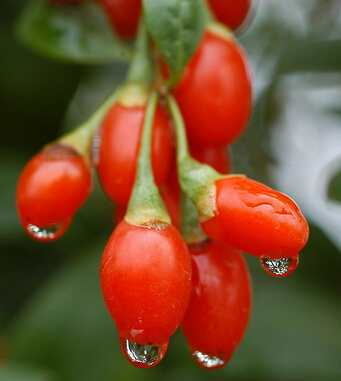 孕妇能吃枸杞吗 孕妇需注意枸杞的吃法