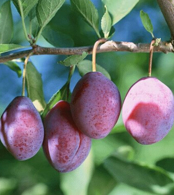 孕妇饮食禁忌 孕妇为何不能吃热性水果