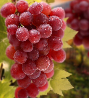 产后恢复 几种产后补血食材不容小觑