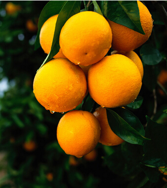 消化不良怎么办 孕妇消化不良的食疗方法