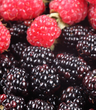 产后恢复 几种产后补血食材不容小觑