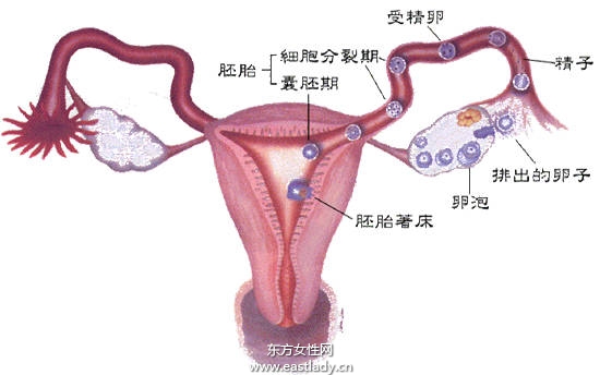 年纪大怀不上孩子怎么办 高龄妈妈小心不孕不育