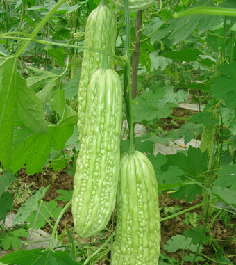 怀孕前的准备 孕前饮食排毒与保健