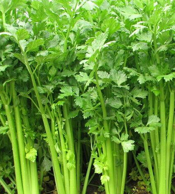 怀孕前的准备 孕前饮食排毒与保健