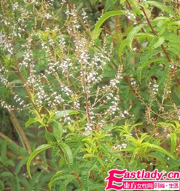 DIY花草减肥茶 刮脂清肠