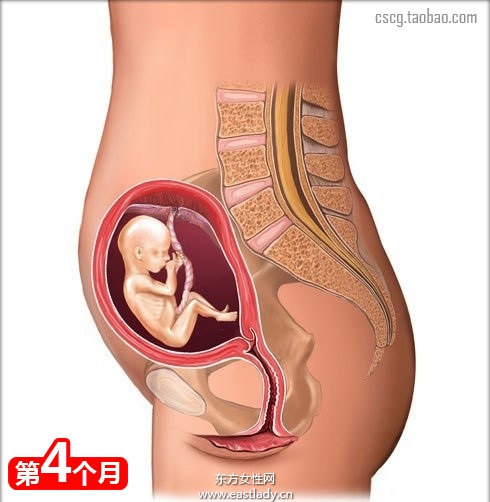 网上最全的怀孕育儿常识