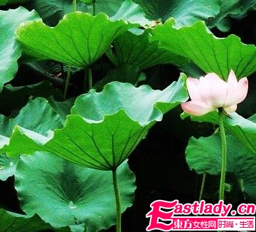 荷叶减肥茶 6种好 茶 品