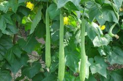 子宫肌瘤的六大饮食疗法帮到你