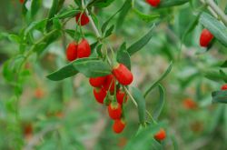 枸杞的功效有哪些 滋肾调经的高级补品