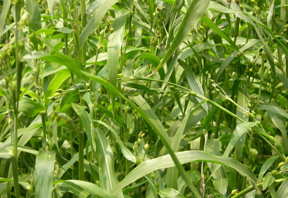 子宫肌瘤的六大饮食疗法帮到你