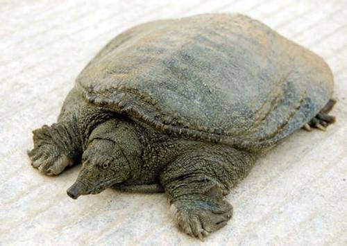 月经不调能吃甲鱼吗 滋阴壮阳的上好佳品