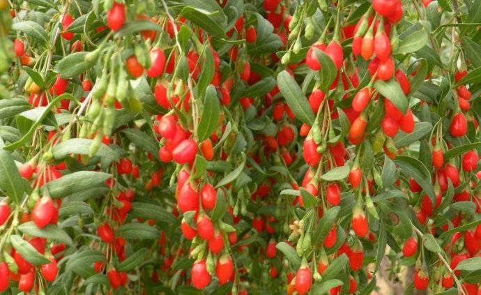 枸杞的功效有哪些 滋肾调经的高级补品