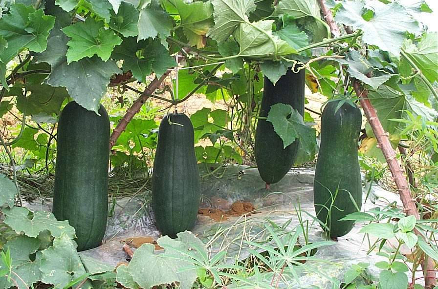 子宫内膜炎吃什么调理 推荐4大美味饮食