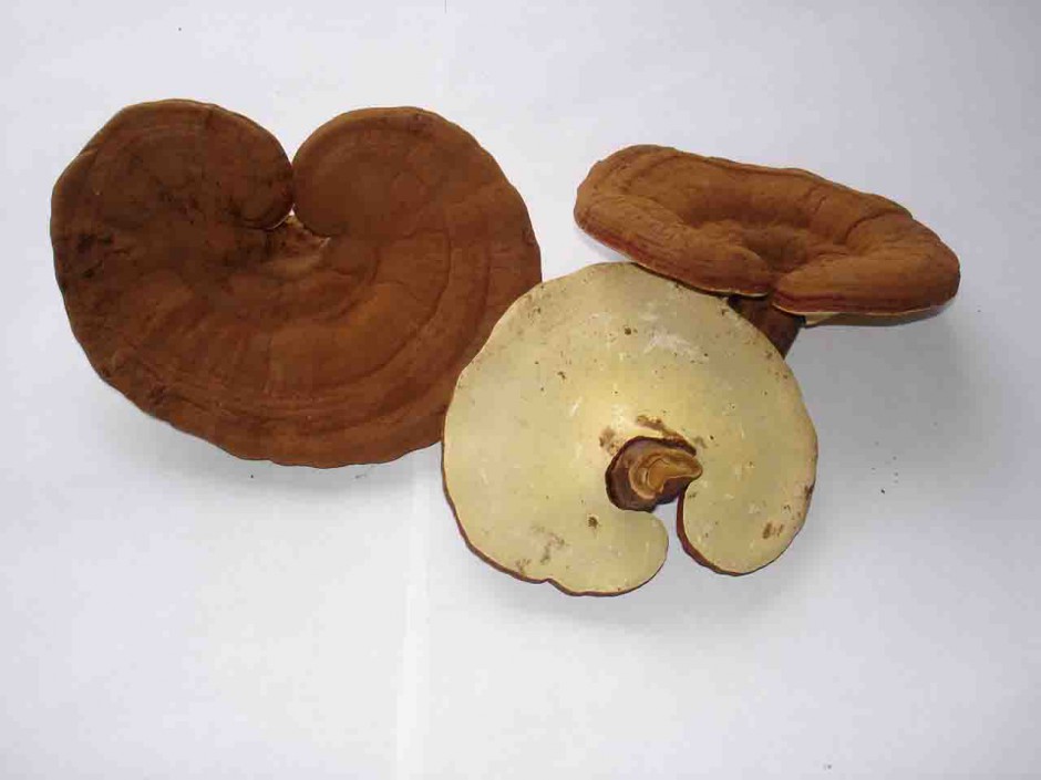 中年女性如何预防卵巢早衰 5大食疗帮你呵护