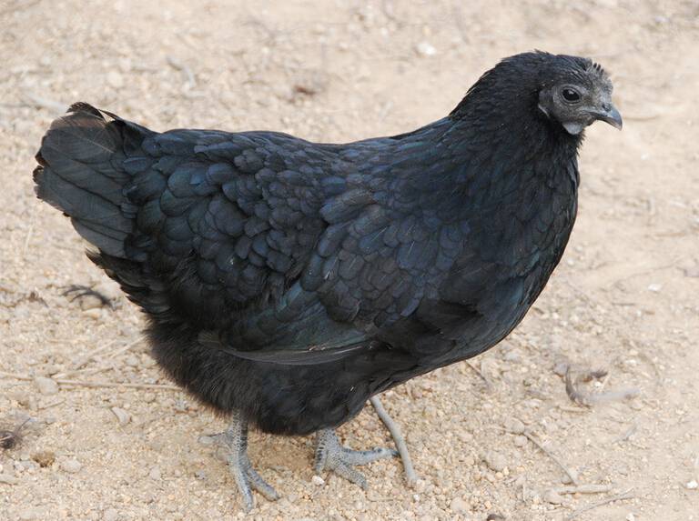 解决白带的问题有哪些 膳食调理是关键