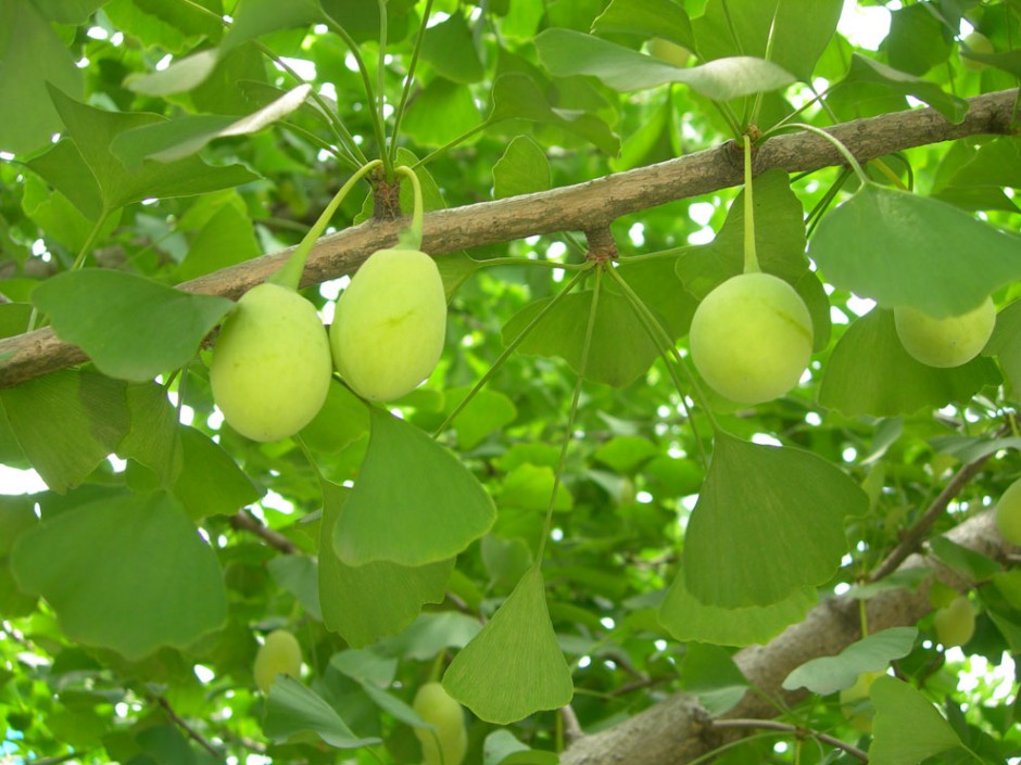 白果的好处多 也可治女性月经不调