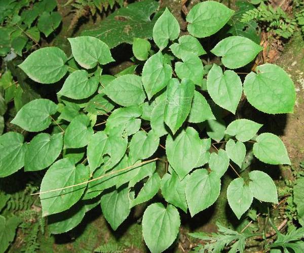 更年期吃什么好 8种食疗方助你调理阳虚体质