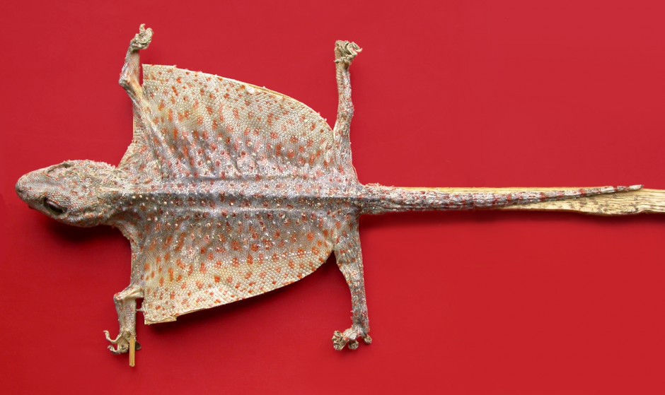 更年期吃什么好 8种食疗方助你调理阳虚体质