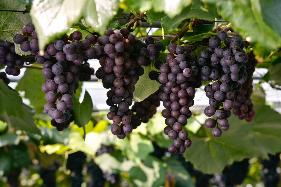 女人吃什么易得乳腺癌 喝豆浆竟容易乳腺癌