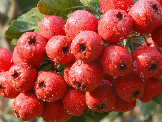 多吃这几种东西能帮你调理卵巢囊肿