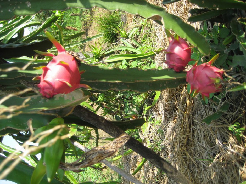 经期能吃火龙果吗 水果的四性须知