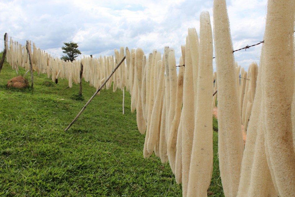 小叶增生该如何治疗 10种偏方轻松解决