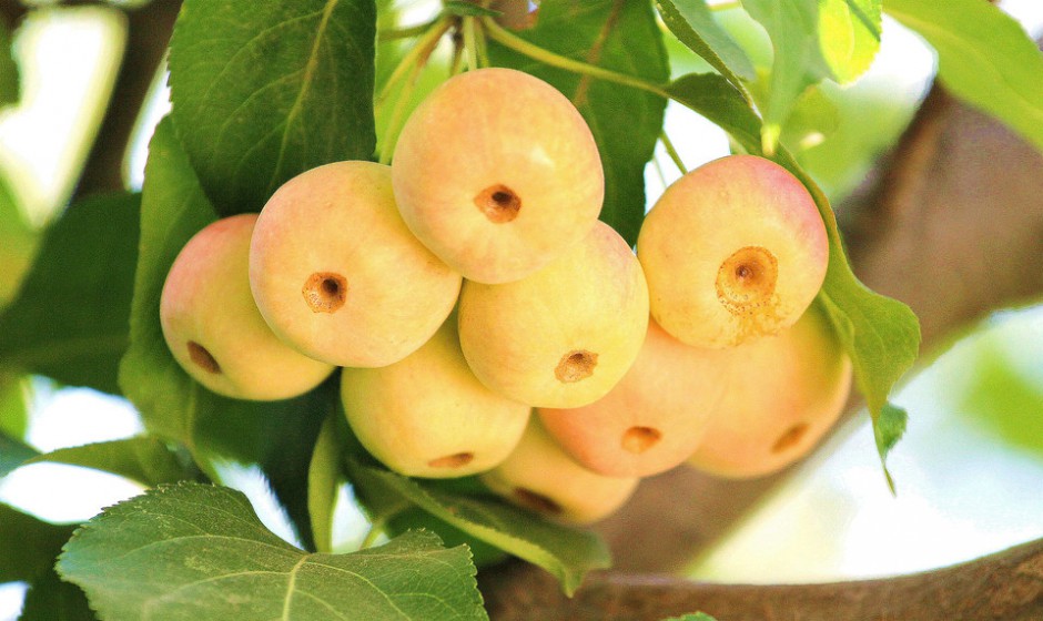 海棠果能在经期食用吗 多种功效吃出健康