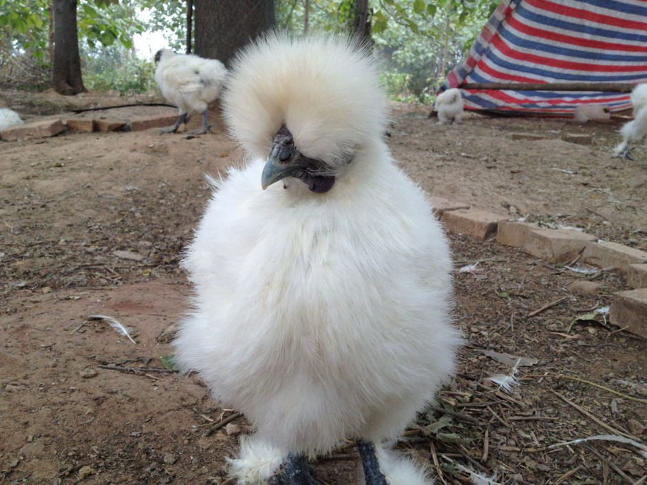 功能性子宫出血怎么调理 四大食谱帮你忙