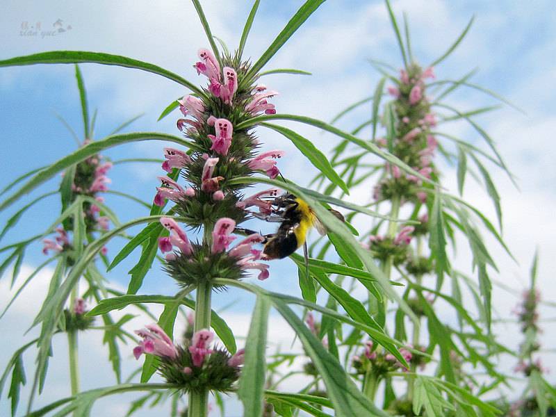 子宫肌瘤能喝四物汤吗 仅适用血虚体质